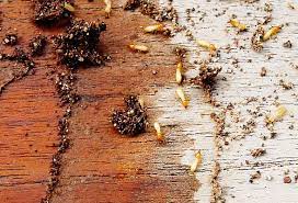 Termite Control Services Noida